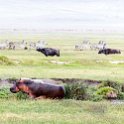 TZA ARU Ngorongoro 2016DEC26 Crater 035 : 2016, 2016 - African Adventures, Africa, Arusha, Crater, Date, December, Eastern, Mandusi Hippo Pool, Month, Ngorongoro, Places, Tanzania, Trips, Year